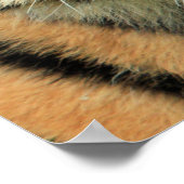 Poster Tiger Cub Portrait (Coin)