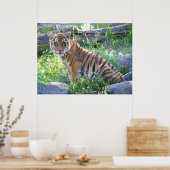 Poster Tiger Cub Portrait 2 (Cuisine)