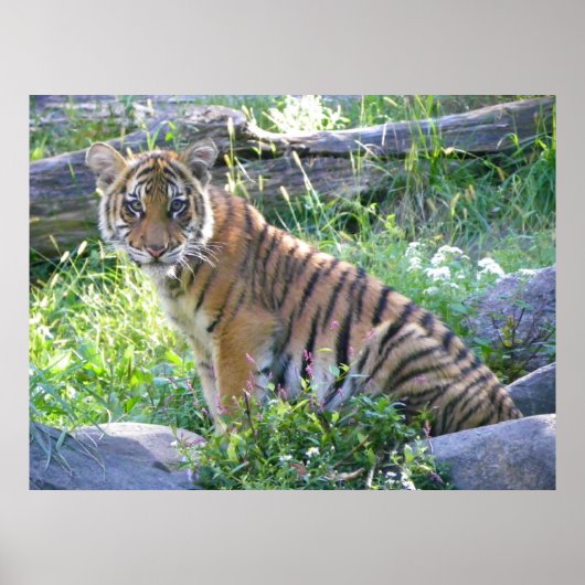 Poster Tiger Cub Portrait 2 (Devant)
