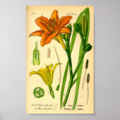 Poster Tiger Daylily (Hemerocallis fulva) (Devant)