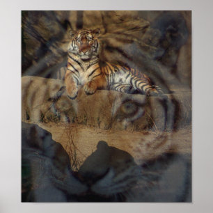 Poster Tiger Doubletake