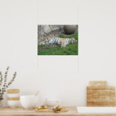 Poster Tiger Dreams (Cuisine)