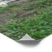 Poster Tiger Dreams (Coin)