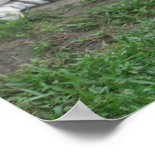 Poster Tiger Dreams (Coin)