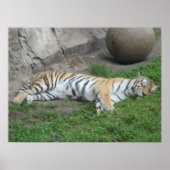 Poster Tiger Dreams (Devant)