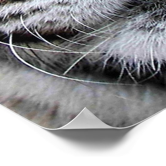 Poster Tiger Face (Coin)