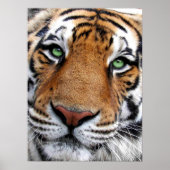 Poster Tiger Face (Devant)