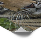 Poster Tiger Face (Coin)