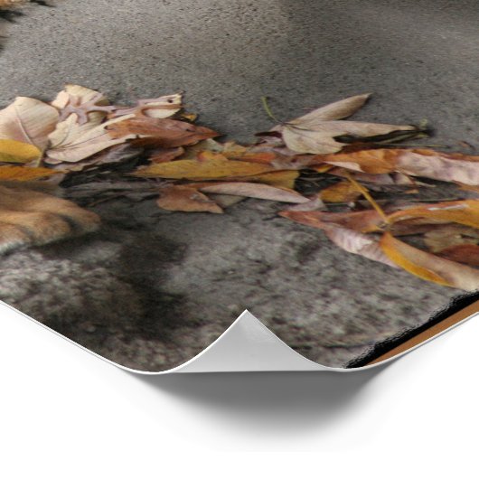 POSTER TIGER FACE OFF CACHÉ IMAGE (Coin)