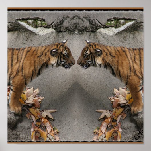 POSTER TIGER FACE OFF CACHÉ IMAGE (Devant)