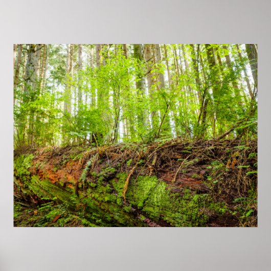 Poster Tiger | Issaquah, État de Washington (Devant)