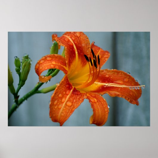Poster Tiger Lily (Devant)