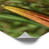 Poster Tiger Lily (Coin)