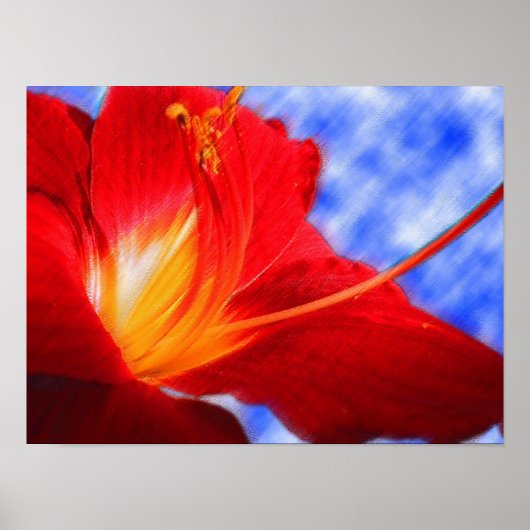 Poster Tiger Lily "dessin" (Devant)