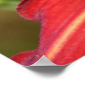 Poster Tiger Lily & Friend (Coin)