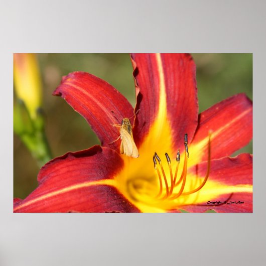 Poster Tiger Lily & Friend (Devant)