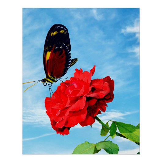 Poster Tiger longwing butterfly pollinating a rose Don Ju (Devant)