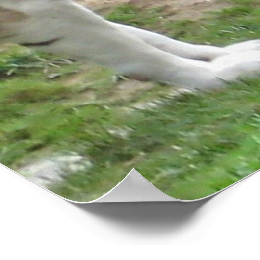 Poster Tiger Love (Coin)