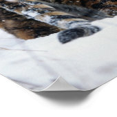 Poster Tiger (Panthera tigris) standing in deep snow (Coin)