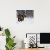 Poster Tiger (Panthera tigris) standing in deep snow (Bureau à domicile)