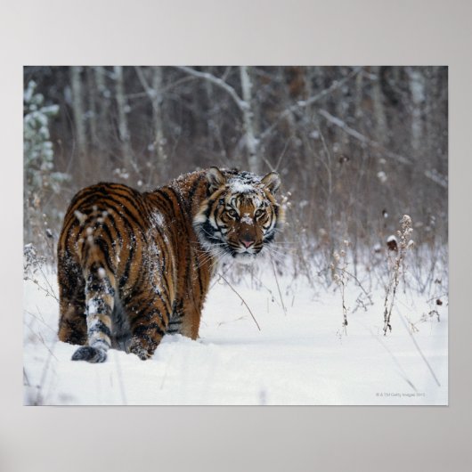 Poster Tiger (Panthera tigris) standing in deep snow (Devant)