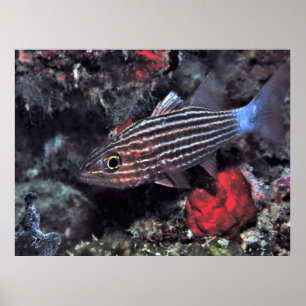 Poster Tiger poisson cardinal