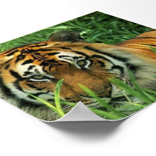 Poster Tiger Portrait (Coin)