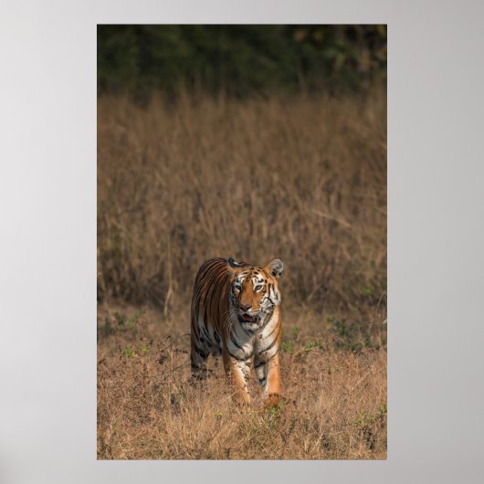 POSTER TIGER PORTRAIT (Devant)