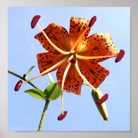 Poster Tiger Sky (Devant)