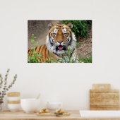 Poster Tiger Smile (Cuisine)