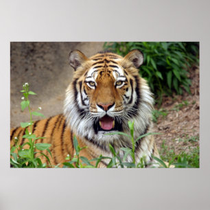 Poster Tiger Smile