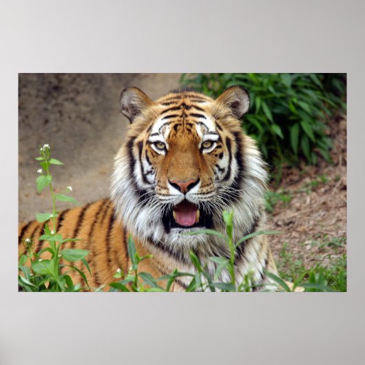 Poster Tiger Smile (Devant)