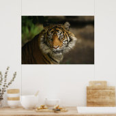 Poster Tiger Stare (Cuisine)