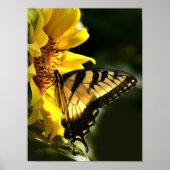 Poster Tiger Swallowtail (Devant)