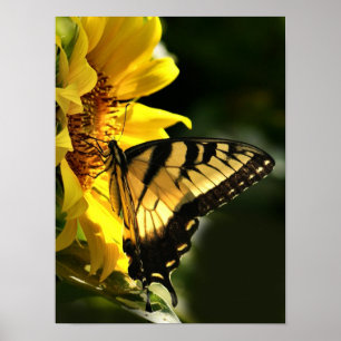 Poster Tiger Swallowtail