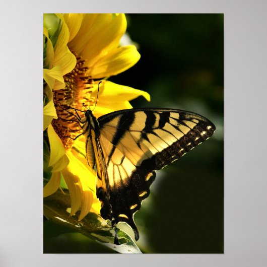Poster Tiger Swallowtail (Devant)