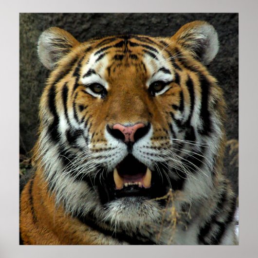 Poster Tiger - Venez ici et dites ça ! (Devant)