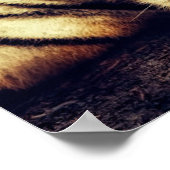 Poster Tiger vous regarde (Coin)