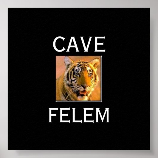 Poster TIGERBeware Du Chat - En Latin.... - CUSTOMISÉ (Devant)