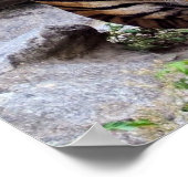 Poster Tigers, male and female, (Coin)