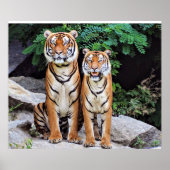 Poster Tigers, male and female, (Devant)