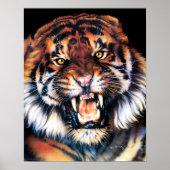 Poster Tigre (Devant)