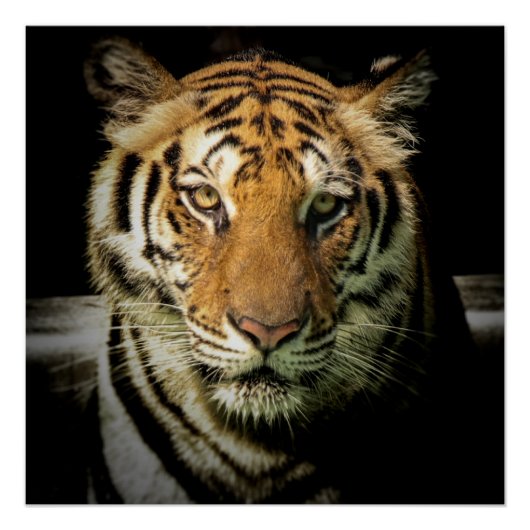 Poster tigre (Devant)