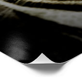 Poster tigre (Coin)