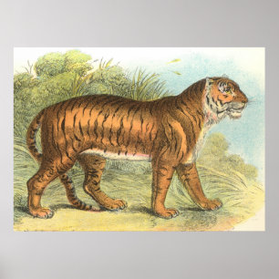 Poster Tigre