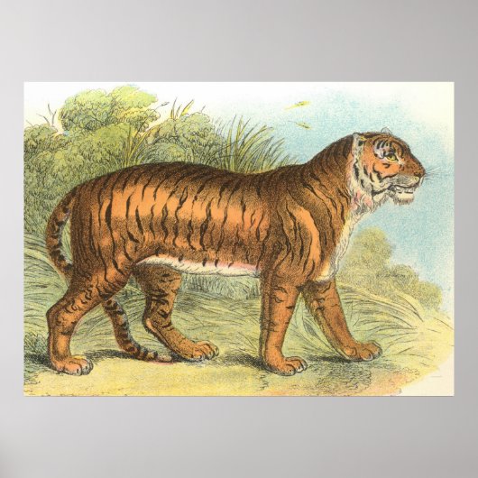 Poster Tigre (Devant)