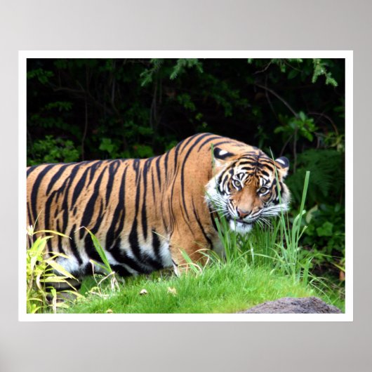 Poster Tigre (Devant)