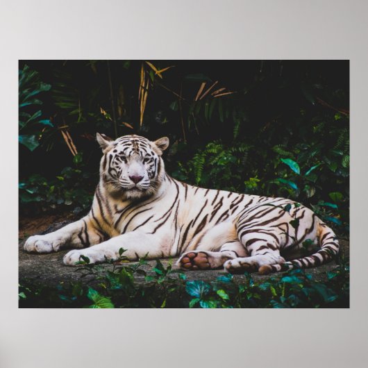 Poster Tigre (Devant)