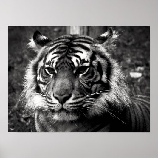 Poster Tigre (Devant)
