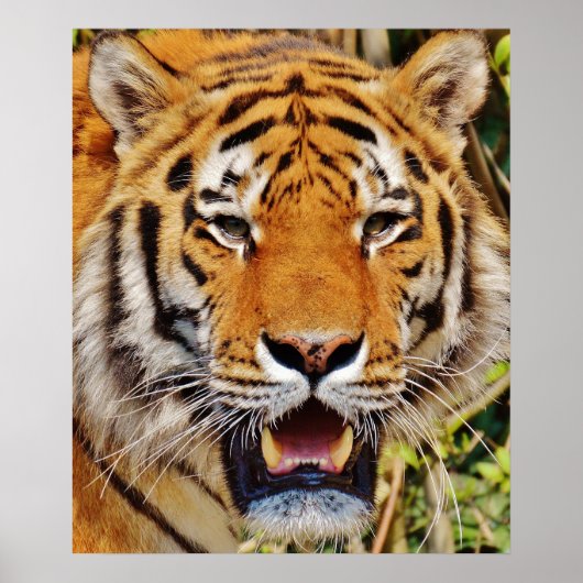 Poster Tigre (Devant)